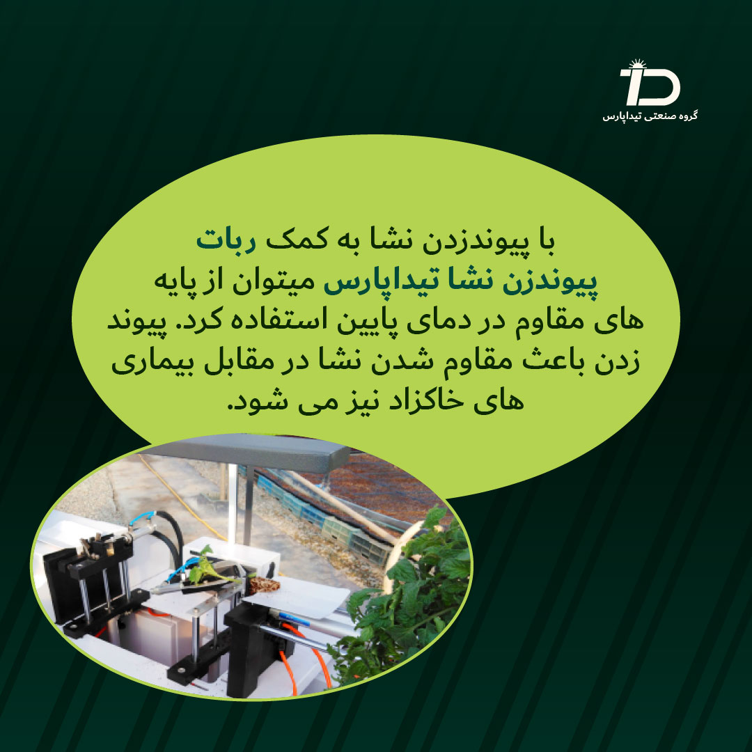 نشای پیوندی با پایه های مقاوم