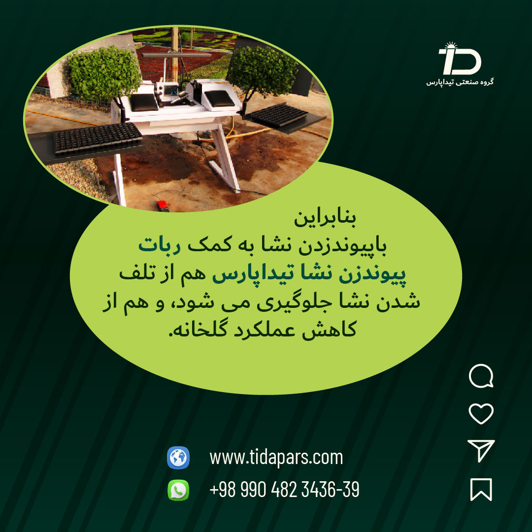 نشای پیوندی راهکار افزایش عملکرد گلخانه