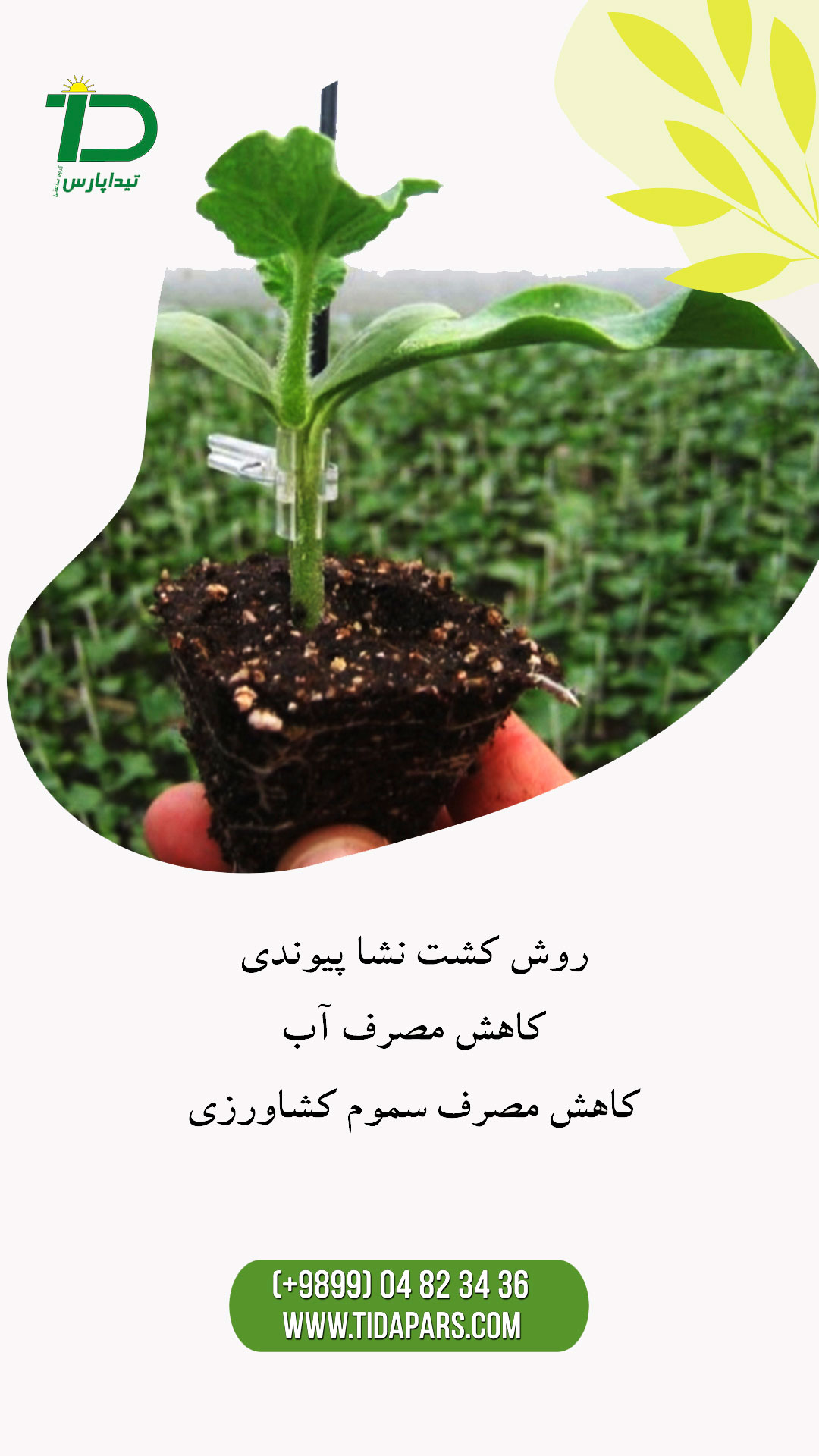 مزایای کشت نشا