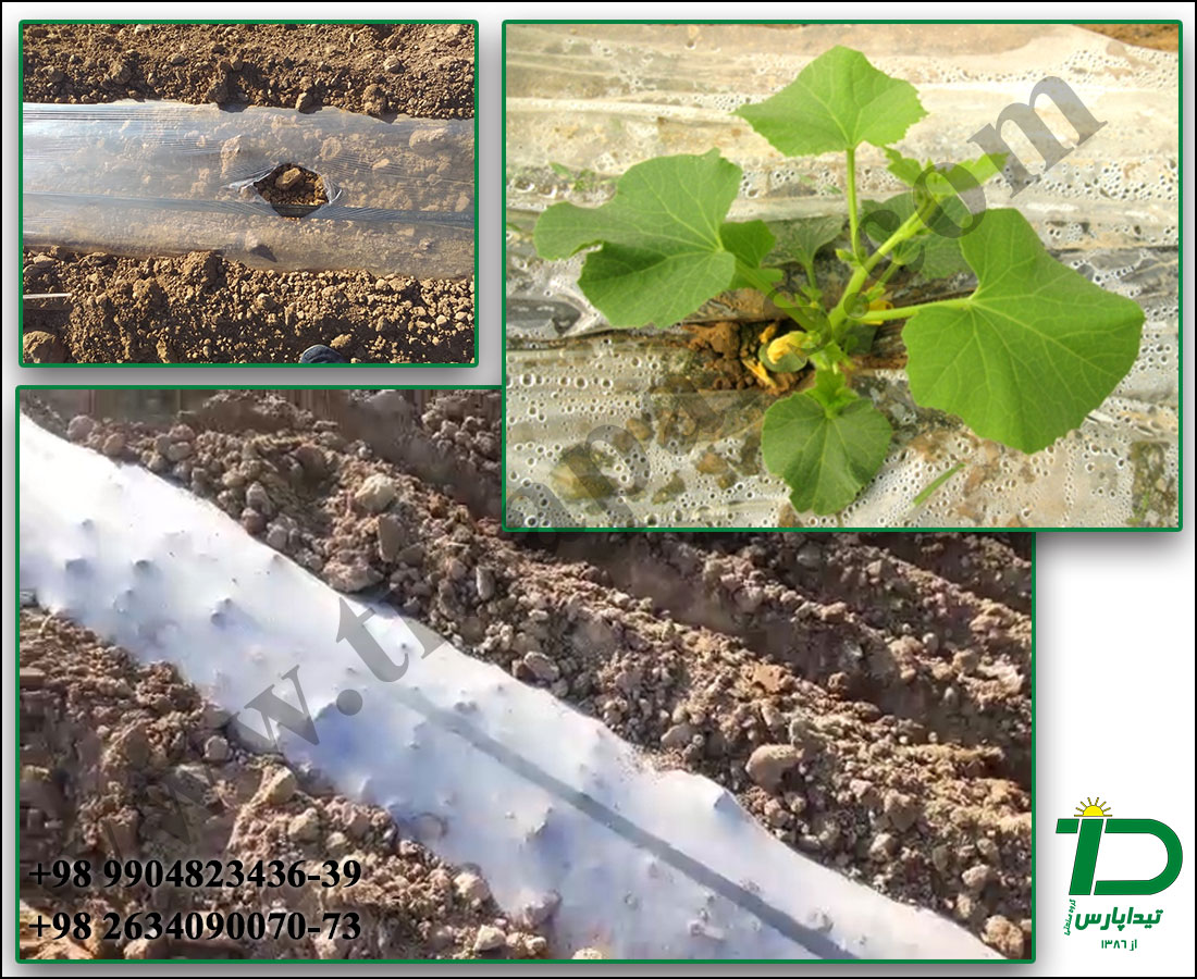 پلاستیک کشیدن روی زمین کشاورزی