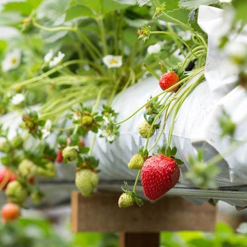 کیسه پرکن اتوماتیک گلخانه