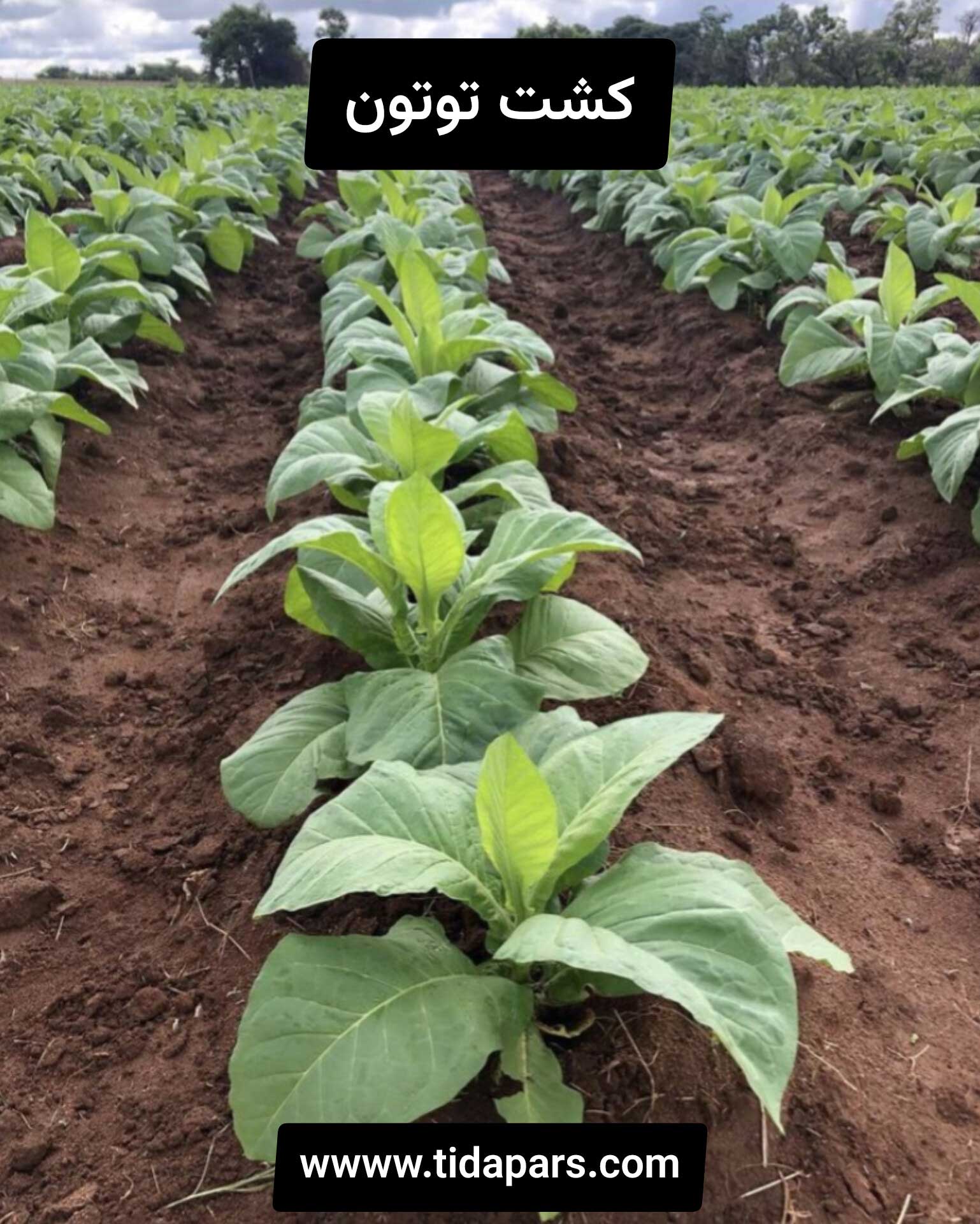 کشت توتون