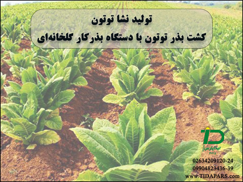 تولید نشا توتون کشت بذر توتون با دستگاه بذرکار گلخانه‌ای