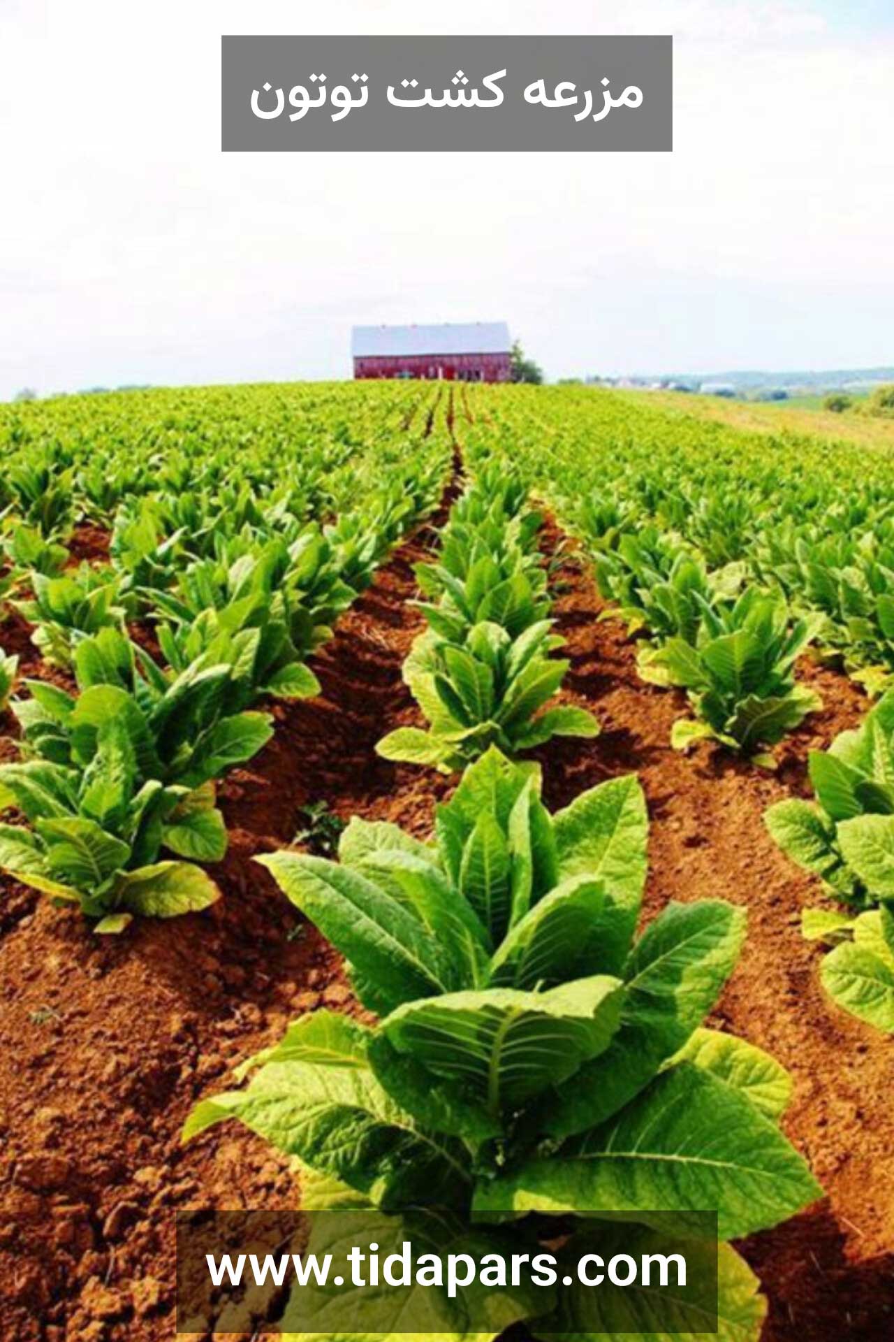 مزرعه کشت توتون