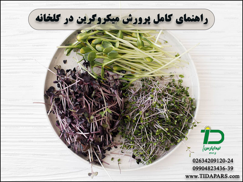 راهنمای کامل پرورش میکروگرین در گلخانه