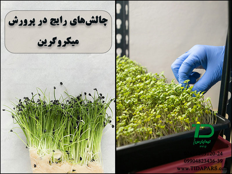 چالش‌های رایج در پرورش میکروگرین