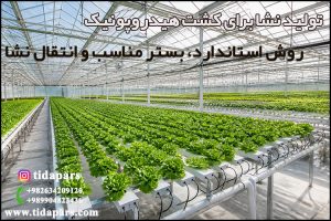 تولید نشا برای کشت هیدروپونیک | روش استاندارد، بستر مناسب و انتقال نشا