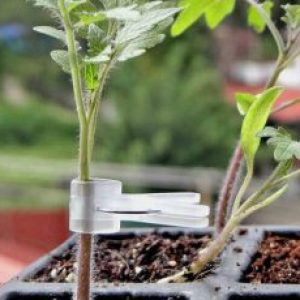 انواع نشا پیوندی صیفی