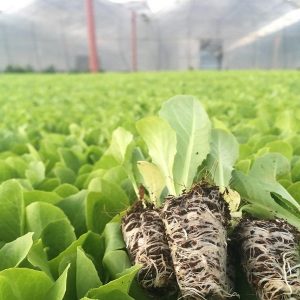 نشا کاهو سالادی رقم اورست