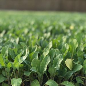 قیمت نشا گل کلم آریزونا